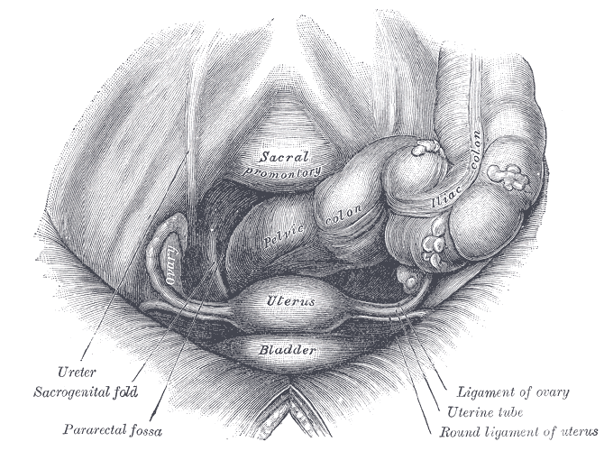 The female pelvis